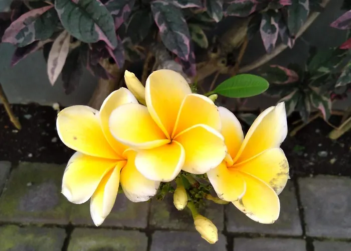 Ala Seminyak